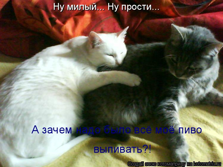 Котоматрица: Ну милый... Ну прости... А зачем надо было всё моё пиво  выпивать?!
