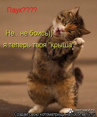 Котоматрица: я теперь твоя "крыша" Не.. не боись))  Паук????