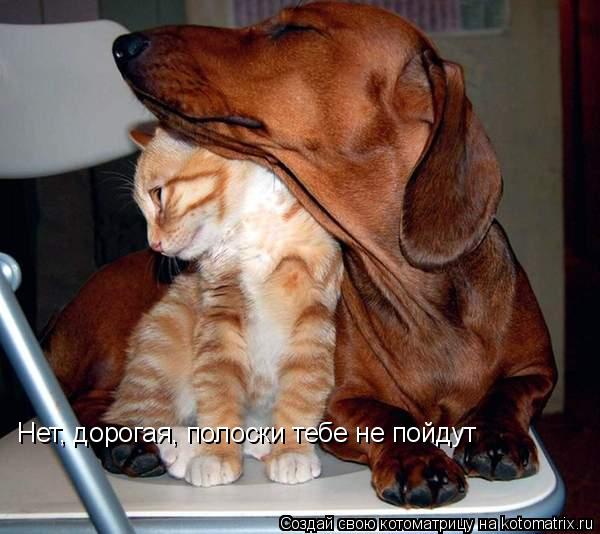 Котоматрица: Нет, дорогая, полоски тебе не пойдут