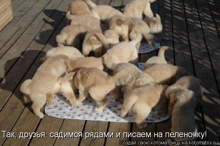 Котоматрица: Так, друзья, садимся рядами и писаем на пеленочку!