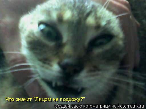 Котоматрица: Что значит "Лицом не подхожу?"