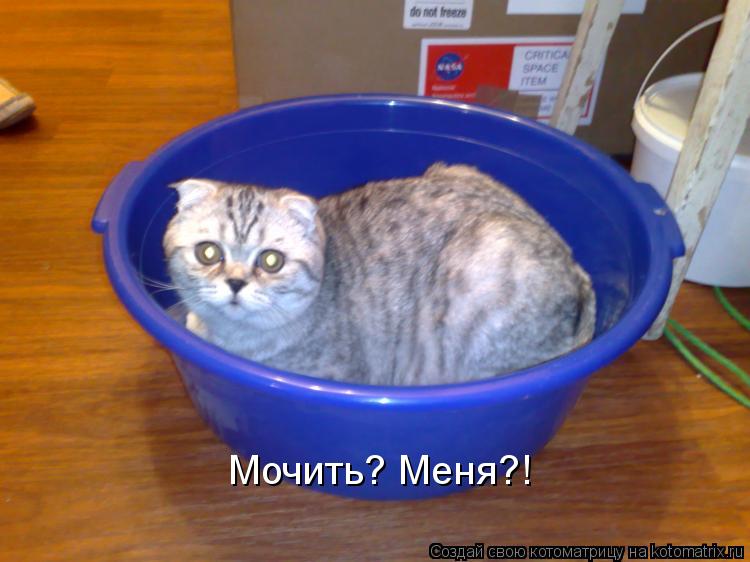 Котоматрица: Мочить? Меня?!