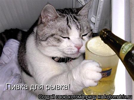 Котоматрица: Пивка для рывка!