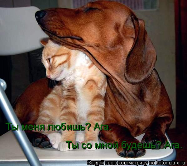 Котоматрица: Ты меня любишь? Ага. Ты со мной будешь? Ага.