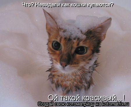 Котоматрица: Ой такой красивый...! Что? Невидели как кошки купаются?