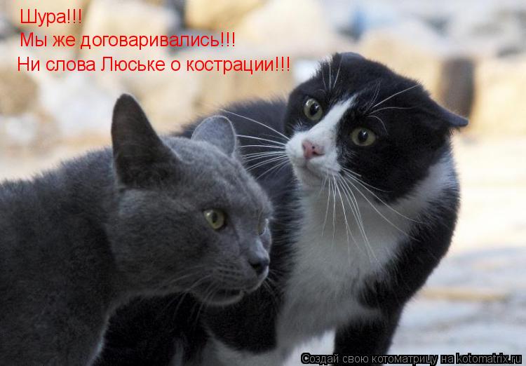 Котоматрица: Шура!!! Ни слова Люське о кострации!!! Мы же договаривались!!!
