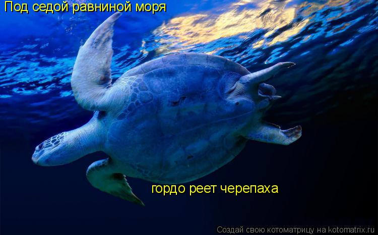 Котоматрица: Под седой равниной моря гордо реет черепаха