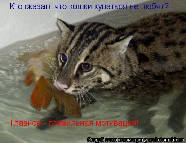 Котоматрица: Кто сказал, что кошки купаться не любят?! Главное - правильная мотивация!