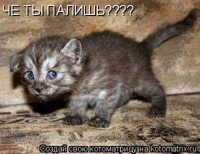 Котоматрица: ЧЕ ТЫ ПАЛИШЬ????