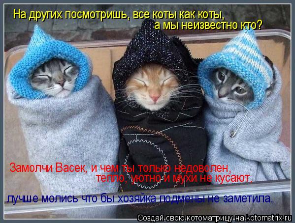 Котоматрица: На других посмотришь, все коты как коты, а мы неизвестно кто? Замолчи Васек, и чем ты только недоволен,  тепло, уютно и мухи не кусают,  лучше м