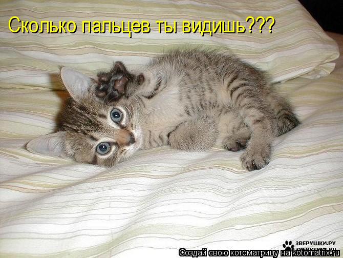 Котоматрица: Сколько пальцев ты видишь???