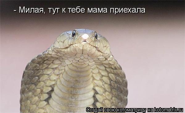 Котоматрица: - Милая, тут к тебе мама приехала