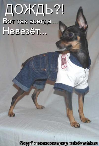 Котоматрица: ДОЖДЬ?! Вот так всегда... Невезёт...