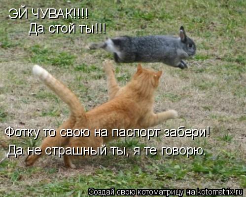 Котоматрица: ЭЙ ЧУВАК!!!! Да стой ты!!! Фотку то свою на паспорт забери! Да не страшный ты, я те говорю.