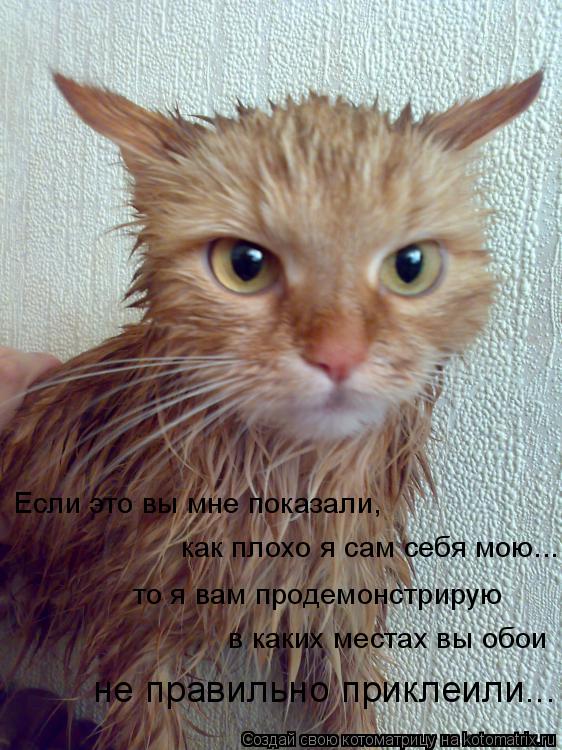 Если это вы мне показали, как плохо я сам себя мою... то я вам продемонстрирую в каких местах вы обо... Котоматрица: Если это вы мне показали, как плохо я сам себя мою... то я вам продемонстрирую в каких местах вы обои не правильно приклеили...