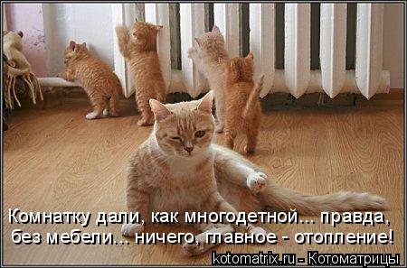 Комнатку дали, как многодетной... правда, без мебели... ничего, главное - отопление!... Котоматрица: Комнатку дали, как многодетной... правда, без мебели... ничего, главное - отопление!