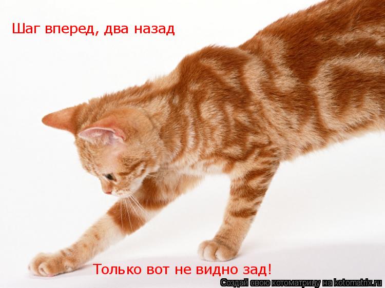 Котоматрица: Шаг вперед, два назад Только вот не видно зад!
