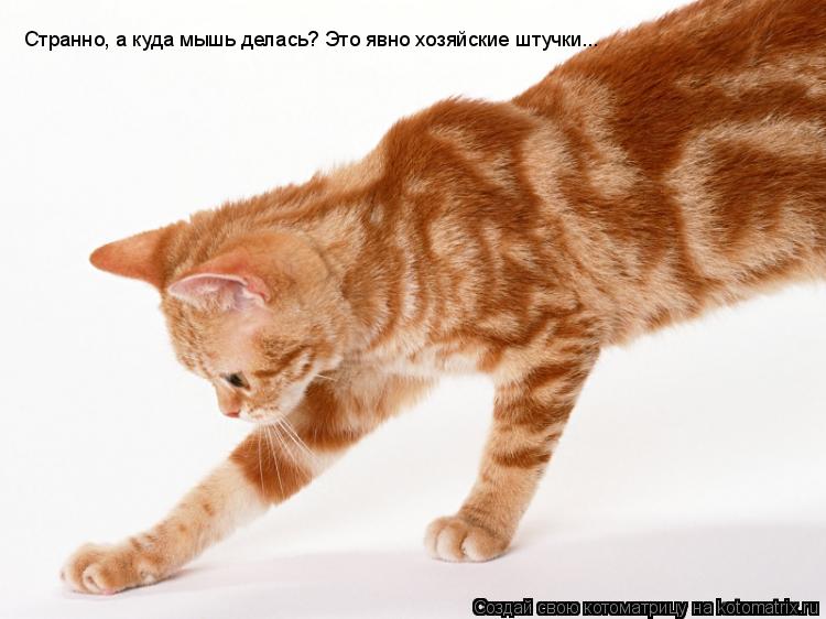 Котоматрица: Странно, а куда мышь делась? Это явно хозяйские штучки...