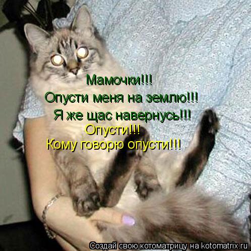 Котоматрица: Мамочки!!!  Опусти меня на землю!!!  Я же щас навернусь!!! Опусти!!! Кому говорю опусти!!!