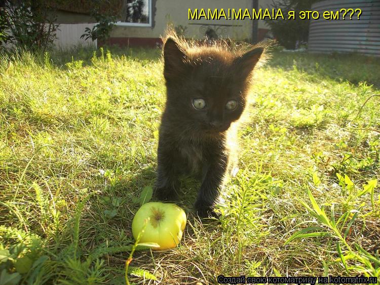 Котоматрица: МАМА!МАМА!А я это ем???