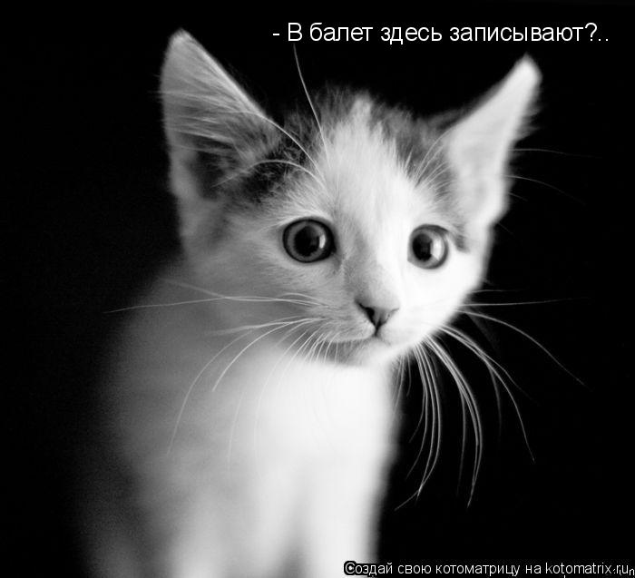 Котоматрица: - В балет здесь записывают?..