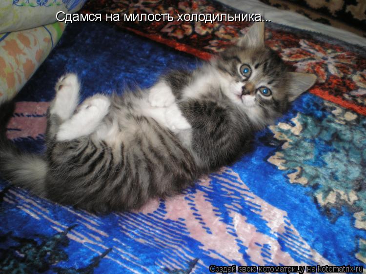 Котоматрица: Сдамся на милость холодильника...