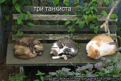 Котоматрица: три танкиста
