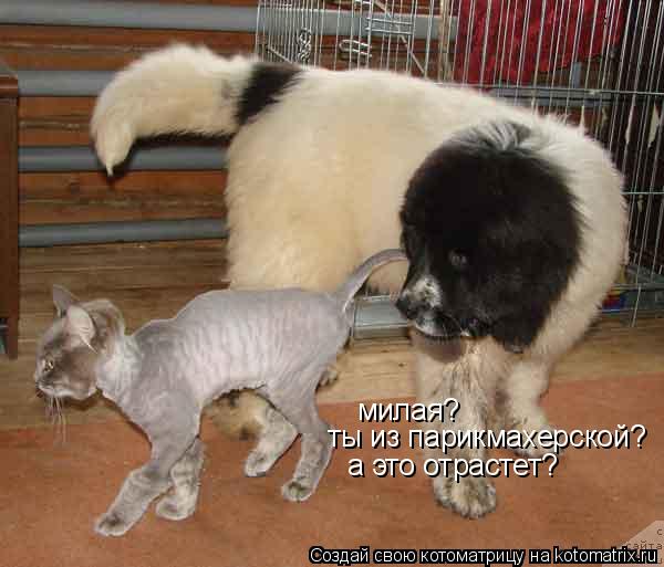 Котоматрица: милая? ты из парикмахерской? а это отрастет?
