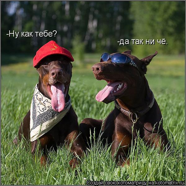 Котоматрица: -Ну как тебе? -да так ни чё.