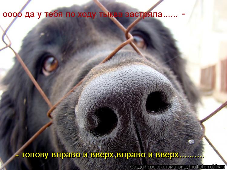 оооо да у тебя по ходу тыква застряла...... голову вправо и вверх,вправо и вверх.......... - -... Котоматрица: оооо да у тебя по ходу тыква застряла...... голову вправо и вверх,вправо и вверх.......... - -