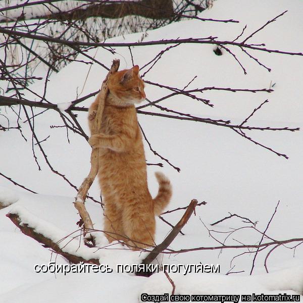 собирайтесь поляки погуляем... Котоматрица: собирайтесь поляки погуляем