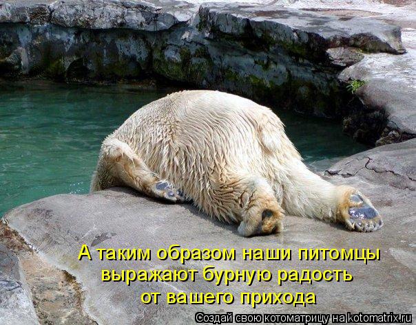 Котоматрица: А таким образом наши питомцы  выражают бурную радость  от вашего прихода
