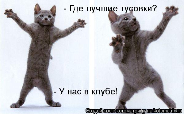 - Где лучшие тусовки? - У нас в клубе!... Котоматрица: - Где лучшие тусовки? - У нас в клубе!