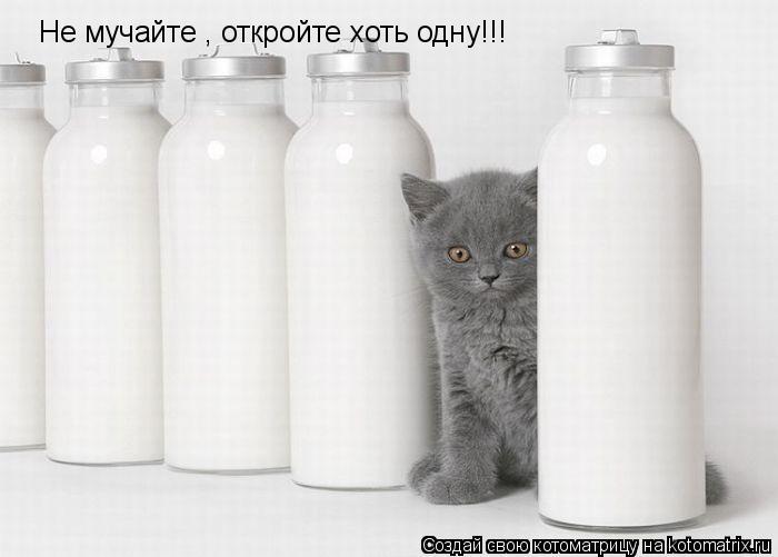 Котоматрица: Не мучайте , откройте хоть одну!!!