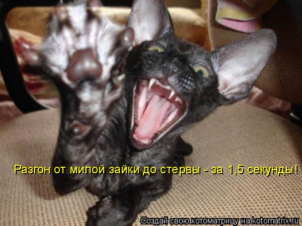Котоматрица: Разгон от милой зайки до стервы - за 1,5 секунды!