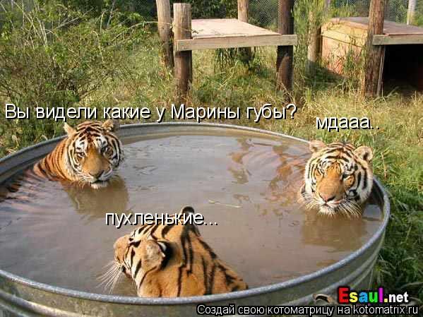 Котоматрица: Вы видели какие у Марины губы? мдааа.. пухленькие...