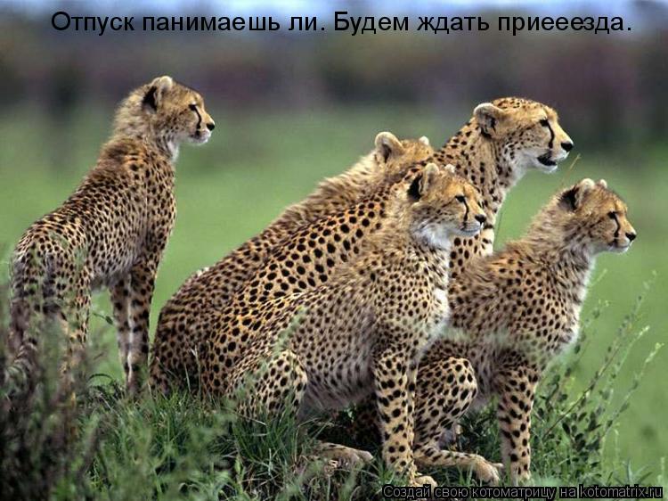 Котоматрица: Отпуск панимаешь ли. Будем ждать приееезда.