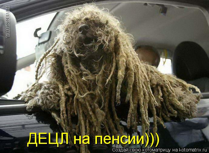 ДЕЦЛ на пенсии)))... Котоматрица: ДЕЦЛ на пенсии)))