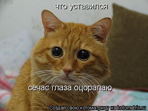 что уставился сечас глаза оцорапаю... Котоматрица: что уставился сечас глаза оцорапаю