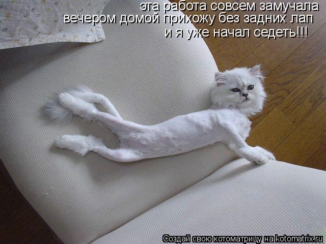 эта работа совсем замучала вечером домой прихожу без задних лап и я уже начал седеть!!!... Котоматрица: эта работа совсем замучала вечером домой прихожу без задних лап и я уже начал седеть!!!
