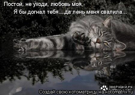 Котоматрица: Постой, не уходи, любовь моя, Я бы догнал тебя....да лень меня свалила...