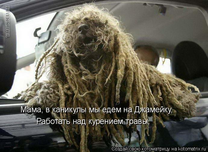 Мама, в каникулы мы едем на Джамейку, Работать над курением травы.... Котоматрица: Мама, в каникулы мы едем на Джамейку, Работать над курением травы.