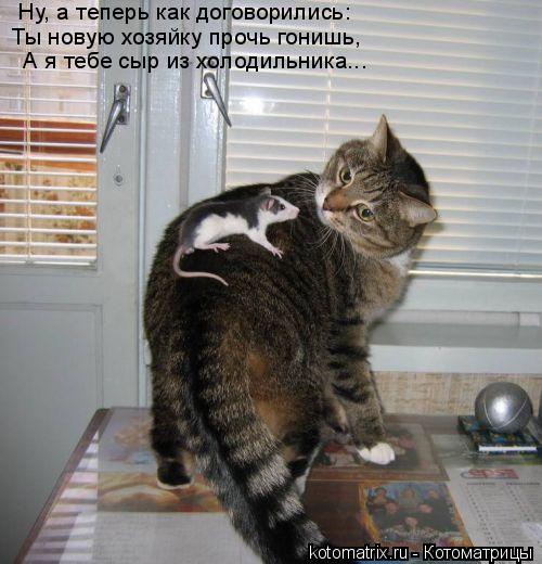 Ну, а теперь как договорились: Ты новую хозяйку прочь гонишь, А я тебе сыр из холодильника...... Котоматрица: Ну, а теперь как договорились: Ты новую хозяйку прочь гонишь, А я тебе сыр из холодильника...