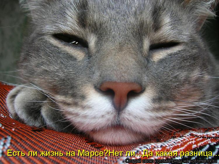 Котоматрица: Есть ли жизнь на Марсе?Нет ли...Да какая разница...