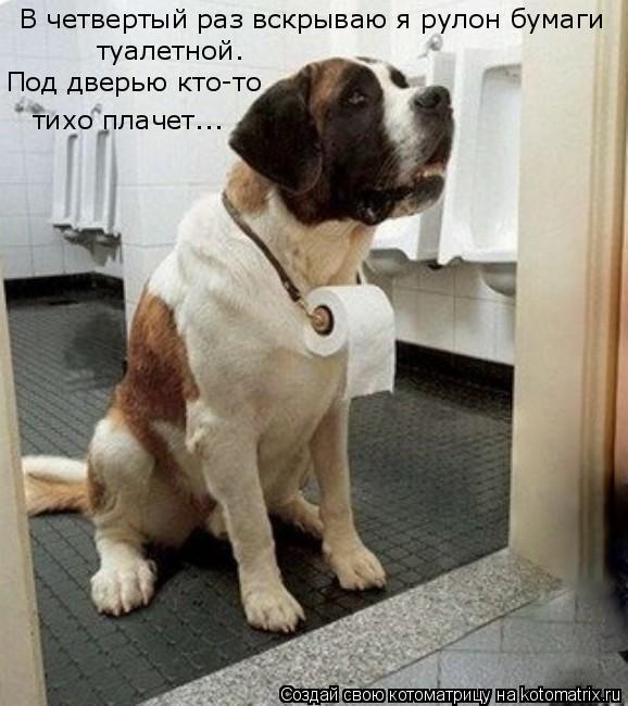 Котоматрица: В четвертый раз вскрываю я рулон бумаги туалетной. Под дверью кто-то тихо плачет...