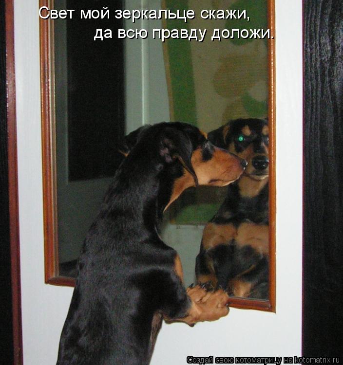 Котоматрица: Свет мой зеркальце скажи,  да всю правду доложи.