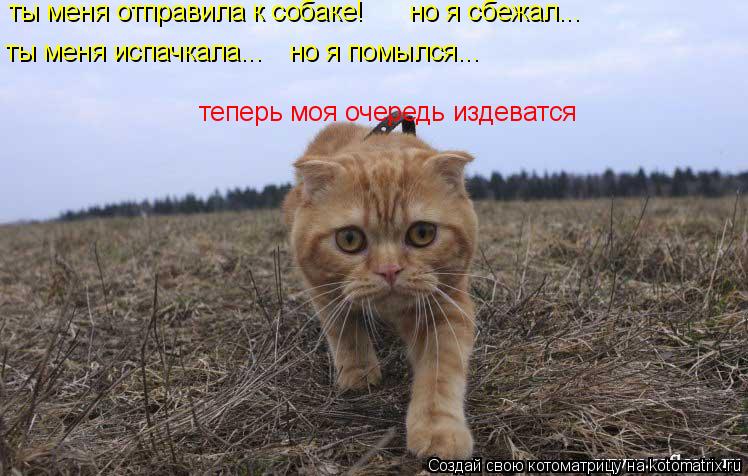 Котоматрица: ты меня отправила к собаке! но я сбежал... ты меня испачкала... но я помылся... теперь моя очередь издеватся