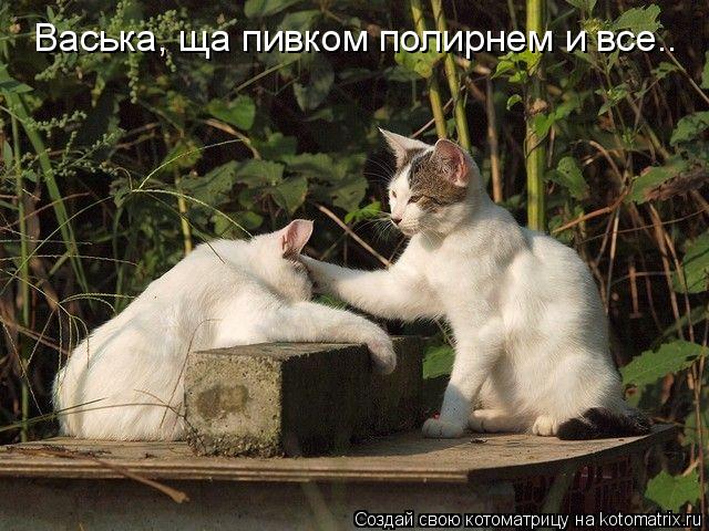 Котоматрица: Васька, ща пивком полирнем и все..