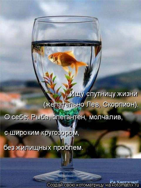 Котоматрица: Ищу спутницу жизни (желательно Лев, Скорпион). О себе: Рыба, элегантен, молчалив, с широким кругозором,  без жилищных проблем.