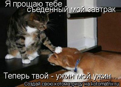 Котоматрица: Я прощаю тебе  съеденный мой завтрак  Теперь твой - ужин мой ужин